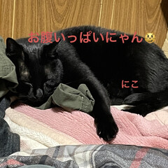 晩ご飯/めん/猫/にこ/くろ/黒猫 こんばんはです。夕方の猫さまたち😺😼😸
…(9枚目)