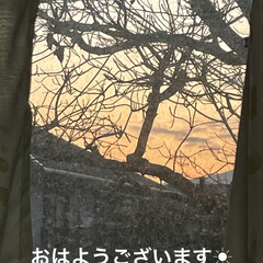 にこ/くろ/黒猫/めん/猫/朝ご飯/... おはようございます☀
久しぶりに朝焼け見…
