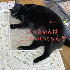 めん/猫/にこ/くろ/黒猫 おはようございます😸😺😼
朝から元気いっ…(5枚目)
