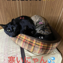 めん/猫/くろ/にこ/黒猫/朝ご飯 おはようございます😊
またいっきに寒くな…(1枚目)