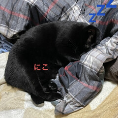 めん/猫/にこ/くろ/黒猫/晩ご飯/... こんばんはです。
今日は旦那さん夜勤、娘…(4枚目)