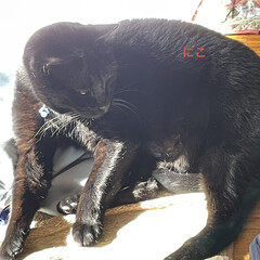 めん/猫/くろ/にこ/黒猫/お昼ご飯 のんびり過ごす今日。
お昼ご飯はパスタに…(8枚目)
