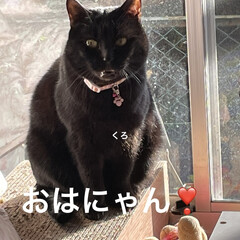 朝ご飯/めん/猫/くろ/にこ/黒猫/... おはようございます☀
今日はお天気です。…(2枚目)