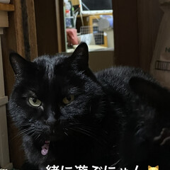 にこ/くろ/黒猫/めん/猫/晩ご飯/... こんばんはです。
今日は勤労感謝の日❣️…(4枚目)