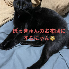 にこ/黒猫 今日のにこ😼
ほとんどおかあたんのお布団…(5枚目)