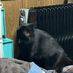 にこ/黒猫/オイルヒーター あまりの寒さにオイルヒーターを購入。
寝…(5枚目)