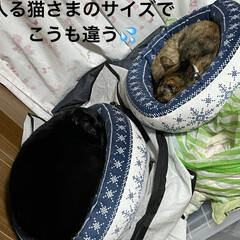 晩ご飯/めん/猫/にこ/黒猫 猫ベッドを巡るにことめんの様子が面白い🤣(10枚目)