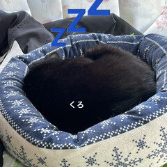 めん/猫/くろ/にこ/黒猫 今朝も朝から元気な猫さまたち。寝坊なおか…(5枚目)