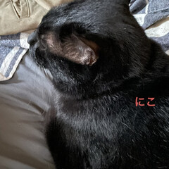 にこ/くろ/黒猫/めん/猫/朝ご飯/... おはようございます☀
今日もすでに暑い💦…(3枚目)