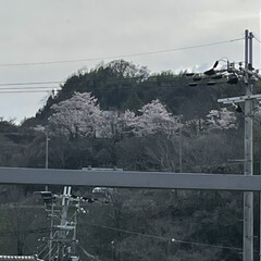 桜の花 遠くに見える桜🌸
晴れてるためかやたらと…