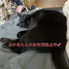 お昼寝中/めん/猫/くろ/にこ/黒猫/... お昼ご飯はあんかけ焼きそば。昨日の KA…(6枚目)