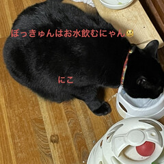 くろ/にこ/黒猫/めん/猫/晩ご飯 こんばんはです。今日はよく歩いた🚶‍♂️…(7枚目)