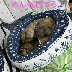晩ご飯/めん/猫/にこ/黒猫 猫ベッドを巡るにことめんの様子が面白い🤣(9枚目)