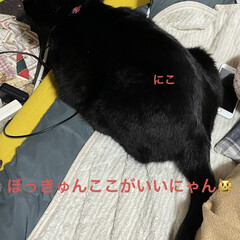 めん/猫/くろ/にこ/黒猫/晩ご飯 こんばんはです😊
お昼間暑かった💦日が沈…(9枚目)