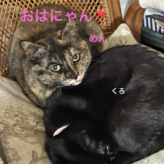 めん/猫/くろ/にこ/黒猫 今朝も朝から元気な猫さまたち。寝坊なおか…(1枚目)
