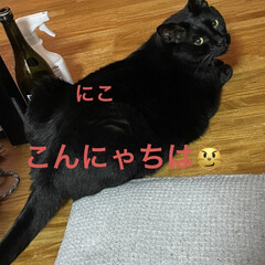 日本酒/お昼ご飯/めん/猫/くろ/にこ/... こんにちはです。
曇り空でときおり小雨が…(3枚目)