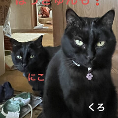 お昼寝中/めん/猫/くろ/にこ/黒猫/... お昼ご飯はあんかけ焼きそば。昨日の KA…(2枚目)