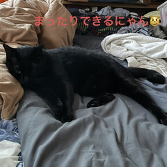 にこ/黒猫 今日のにこ😼
ほとんどおかあたんのお布団…(4枚目)