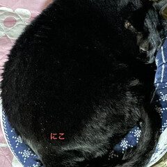 めん/猫/にこ/くろ/黒猫 こんばんはです。晩ご飯は昨日から炊いてた…(2枚目)