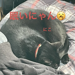 めん/猫/くろ/にこ/黒猫 今朝も朝から元気な猫さまたち。寝坊なおか…(2枚目)