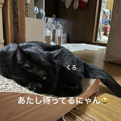 晩ご飯/めん/猫/にこ/くろ/黒猫 こんばんはです。夕方の猫さまたち😺😼😸
…(6枚目)