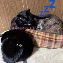 めん/猫/くろ/にこ/黒猫 今日は一日のほとんどを猫さまたちと寝室で…(5枚目)