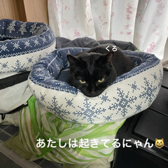 めん/猫/くろ/にこ/黒猫 こんばんはです。
今日の猫さまたち😺😸😼…(6枚目)
