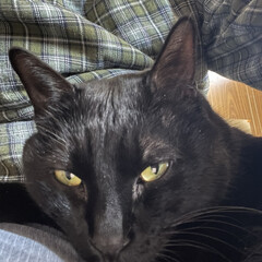 めん/猫/くろ/にこ/黒猫 今朝も朝から元気な猫さまたち。寝坊なおか…(7枚目)