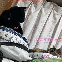 めん/猫/くろ/にこ/黒猫 窓側に置いてる猫ベッド。
揉めるのでそれ…(3枚目)