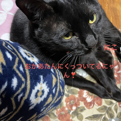 めん/猫/くろ/にこ/黒猫/晩ご飯/... 今日も寒かったですね。とくに午前中寒くて…(8枚目)