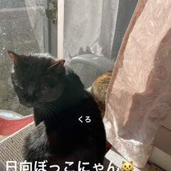 空/めん/猫/くろ/にこ/黒猫 おはようございます☀
今日も良いお天気で…(6枚目)
