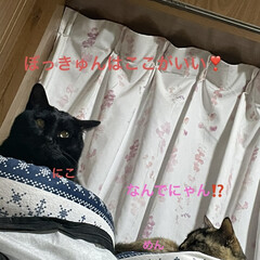 めん/猫/くろ/にこ/黒猫 窓側に置いてる猫ベッド。
揉めるのでそれ…(4枚目)