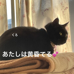 めん/猫/にこ/くろ/黒猫/朝ご飯/... おはようございます☀
さむ〜い😵お天気な…(5枚目)