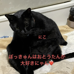 にこ/くろ/黒猫/めん/猫/晩ご飯/... こんばんはです。
今日は勤労感謝の日❣️…(5枚目)
