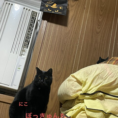 猫ベッド/座布団タワー/めん/猫/にこ/くろ/... おはようございます☀
とうとう起こりまし…(3枚目)