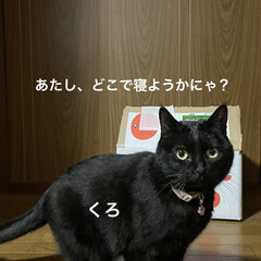 黒猫/にこ/くろ/猫/めん/晩ご飯/... 昨日夜勤帰りに買ってきてくれたチョコレー…(7枚目)
