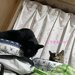 晩ご飯/めん/猫/にこ/黒猫 猫ベッドを巡るにことめんの様子が面白い🤣(6枚目)
