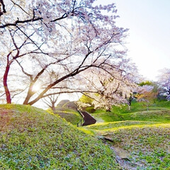 お花見散歩/お花見 ちょっと県北に行ってみたら、ソメイヨシノ…(1枚目)