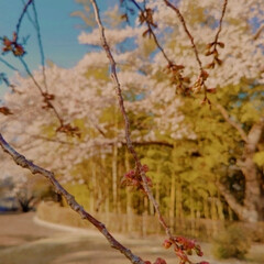 お花見散歩/お花見 ちょっと県北に行ってみたら、ソメイヨシノ…(2枚目)