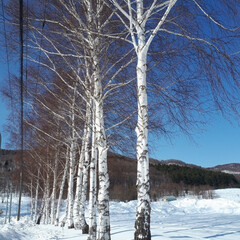 旦那とドライブ/ヤドリギ/白樺の木/大雪山連邦/嵐の5 本の木 今日は北海道は緊急事態で外出自粛ですが、…(5枚目)