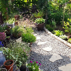我が家の庭/カボチャ/トウキビ 今朝のお庭です。 ブドウやつる性の植物が…(1枚目)