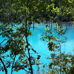 旦那とドライブ/青い池/美瑛町 青い池です。  今日は池の色も鮮やかでし…(2枚目)