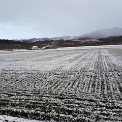 季節外れの雪/雪景色 今朝の風景
うっすらと雪が畑を覆いました…(1枚目)