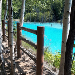 旦那とドライブ/青い池/美瑛町 青い池です。  今日は池の色も鮮やかでし…(3枚目)