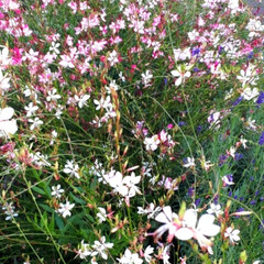 ガウラの花/我が家の庭の花 秋の我が家の庭です。ガウラが満開です。こ…(1枚目)