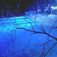 青い池ライトアップ/美瑛町/キツネの足跡 青い池が冬季ライトアップしてるので、行っ…(1枚目)