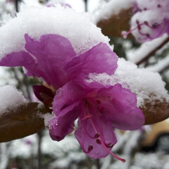 庭木/雪の日/ツツジ 雪が降り、ツツジが重そう!
でも思ったよ…(2枚目)