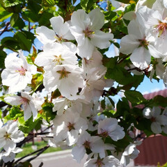 「庭の花たちです。
桜、シラネアオイ、ヒト…」(1枚目)