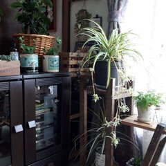 リビング/花台DIY/観葉植物 玄関にあった花台とオリヅルランを室内に入…(1枚目)