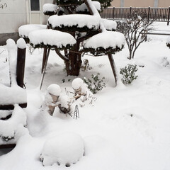 初雪カズラ/うちの庭/大雪/雪かき 玄関にたった1鉢残った初雪かヅラ。
昨日…(2枚目)
